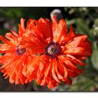 Oriental poppy (2)