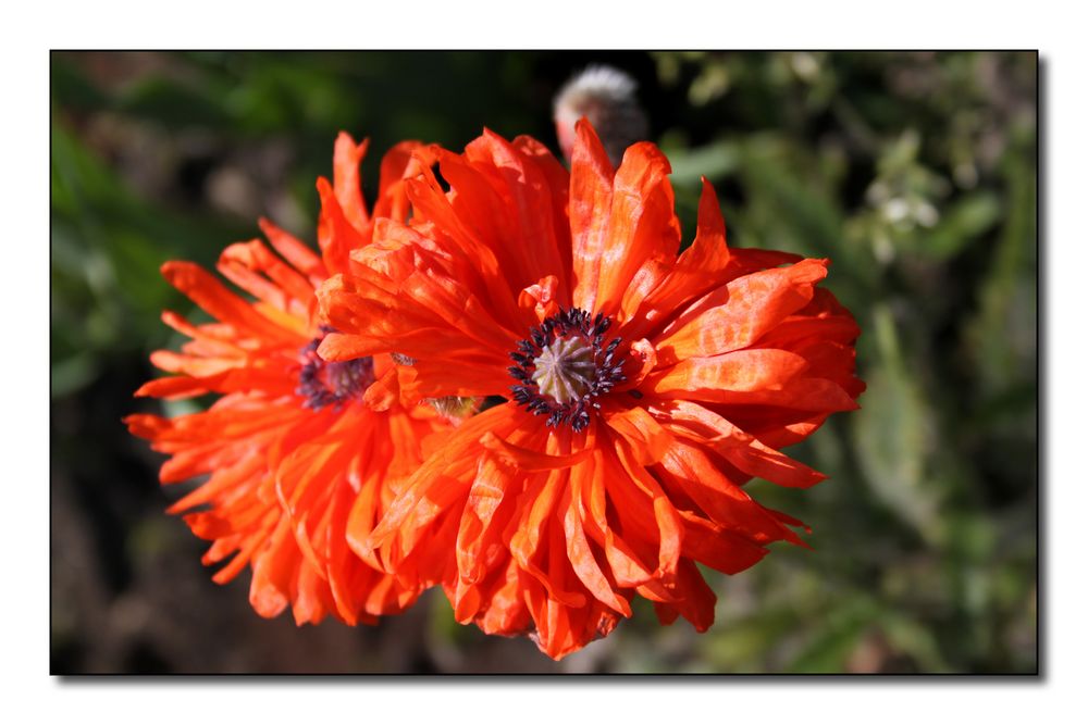 Oriental poppy (2)