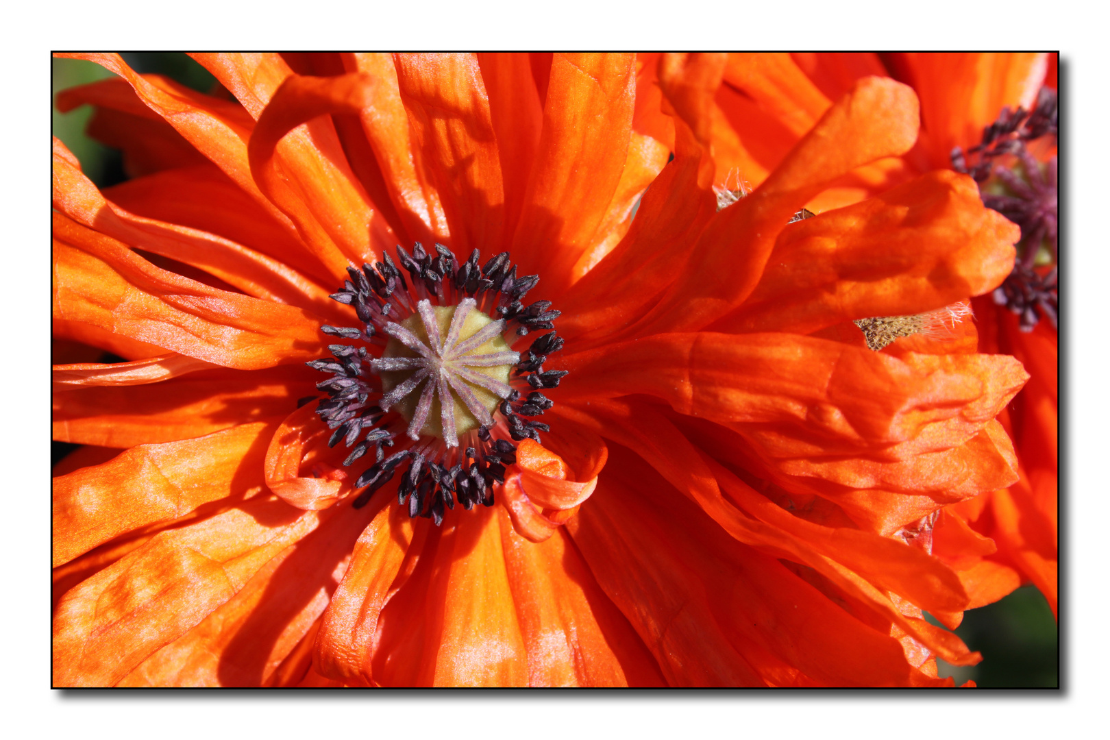 Oriental poppy (3)