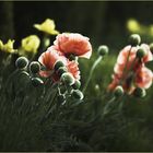 Oriental Poppy