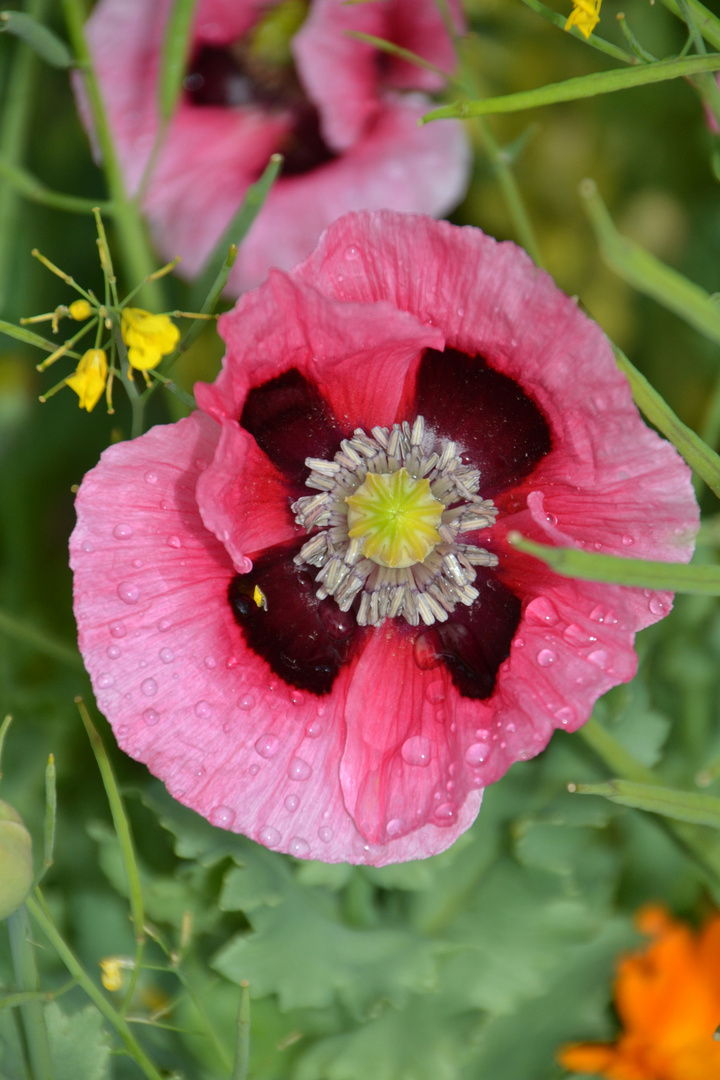 Oriental Poppy