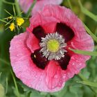 Oriental Poppy