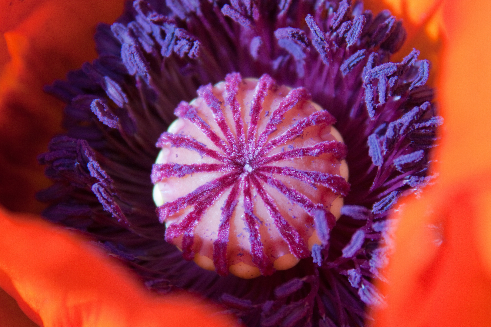 Oriental Poppy Power 2