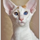 Oriental Shorthair