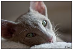 Oriental Shorthair lavender