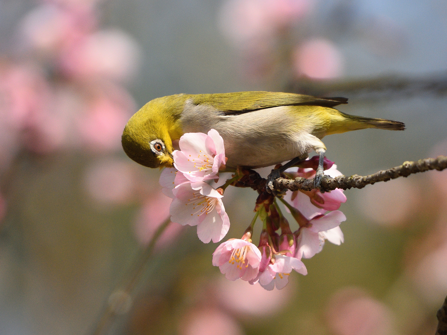 Oriental Whiteeye_0001