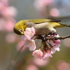 Oriental Whiteeye_0001