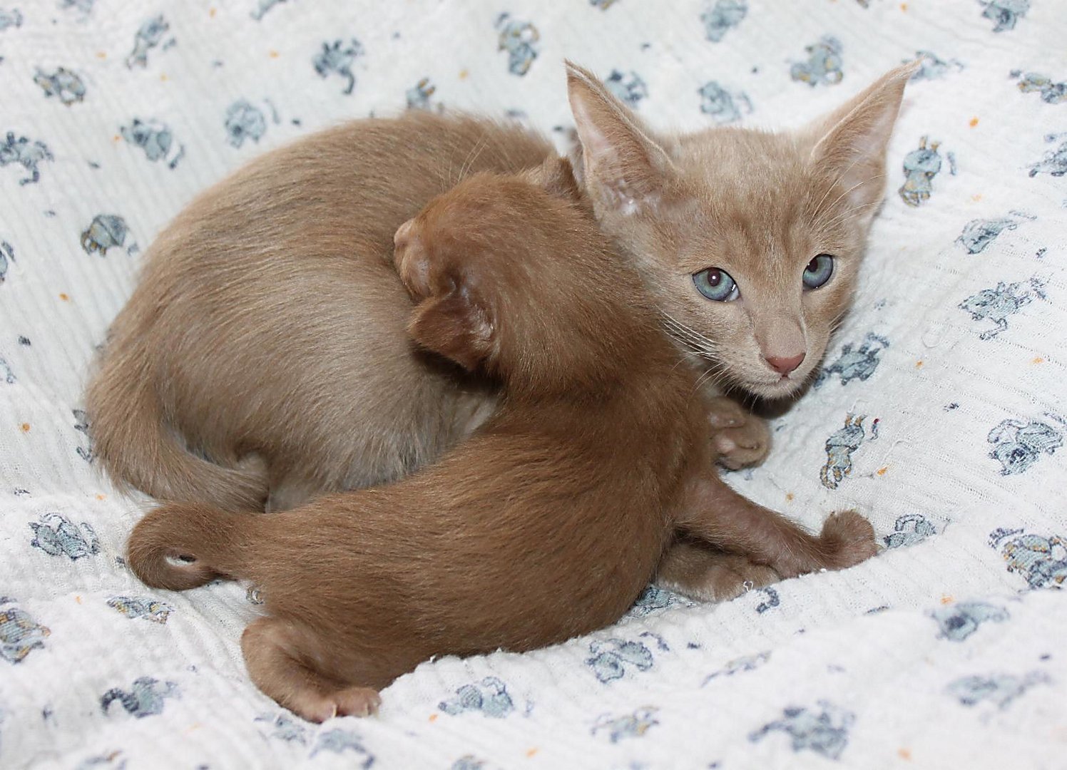 Orientalisch Kurzhaar Kitten