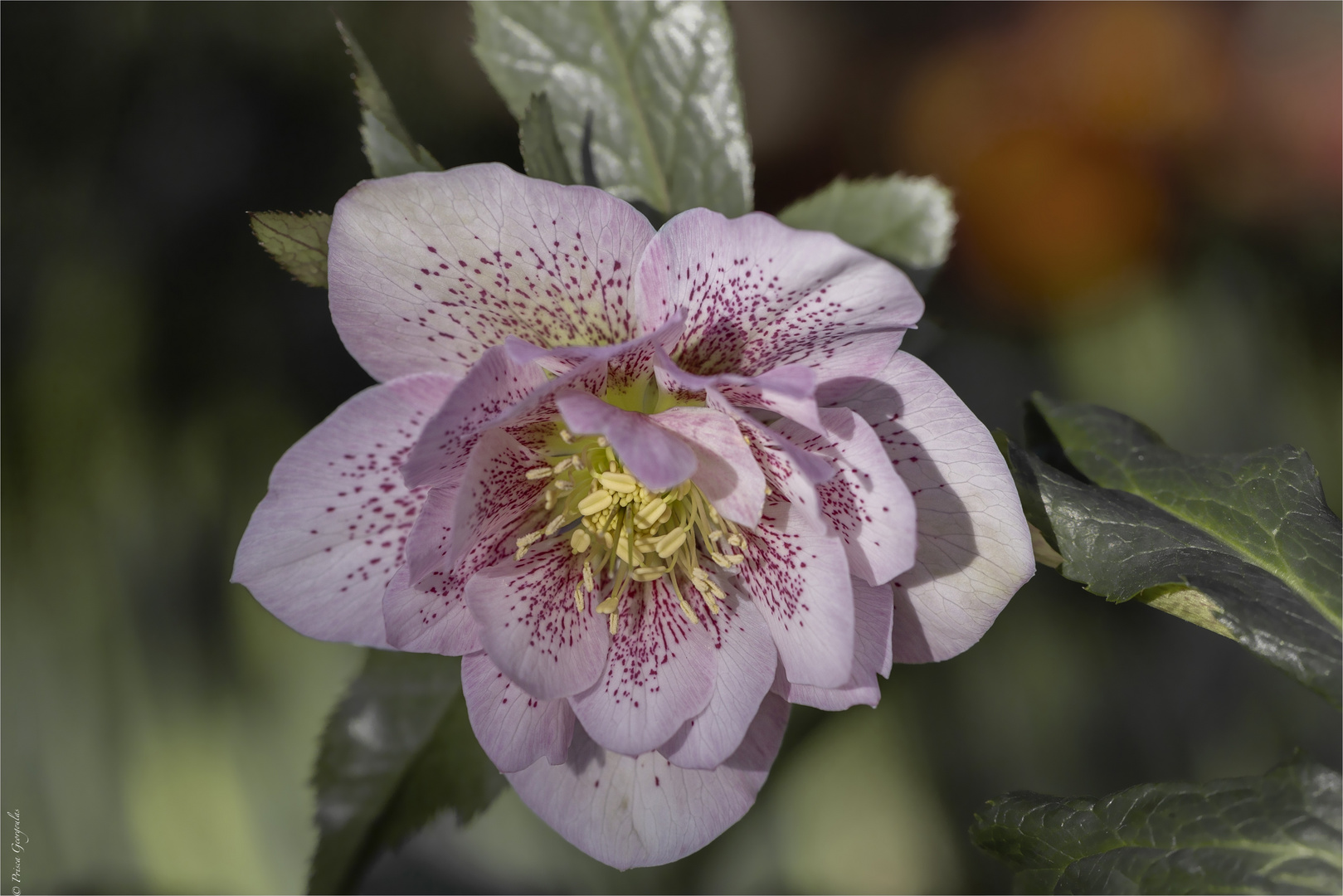 Orientalische Lenzrose Helleborus x orientalis Foto & Bild pflanzen