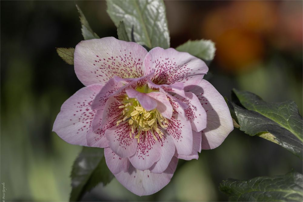 Orientalische Lenzrose - Helleborus x orientalis