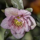 Orientalische Lenzrose - Helleborus x orientalis