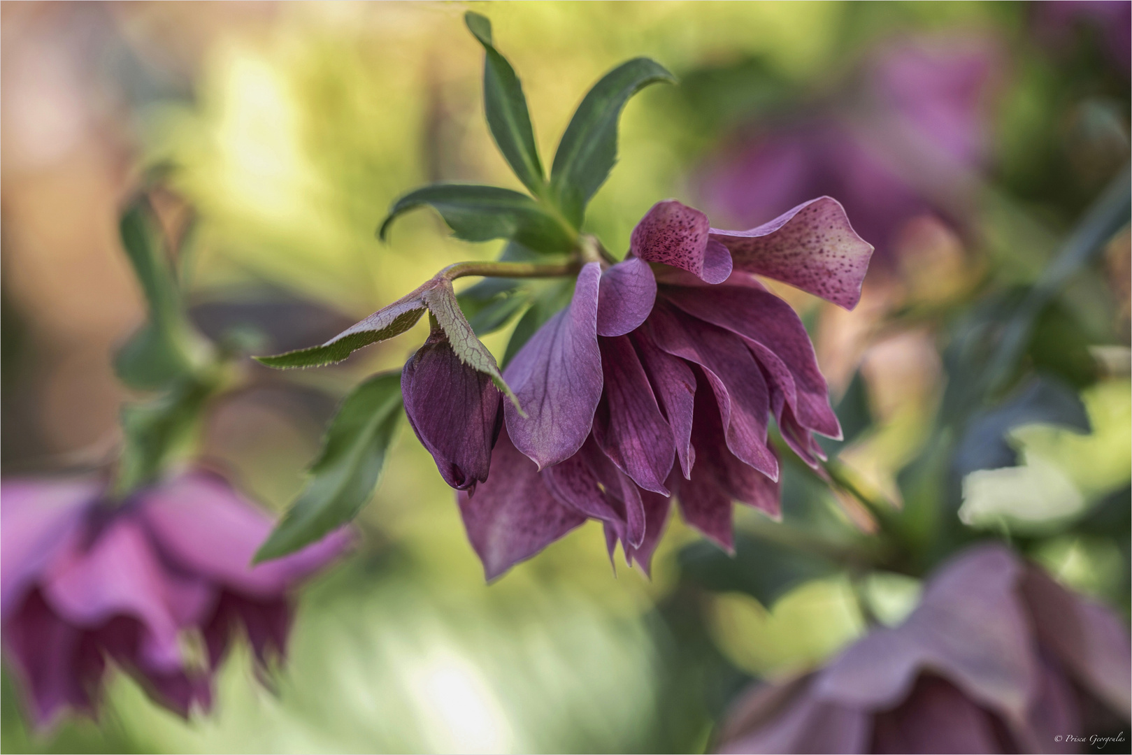 Orientalische Lenzrose - Helleborus x orientalis 'Double Ellen'