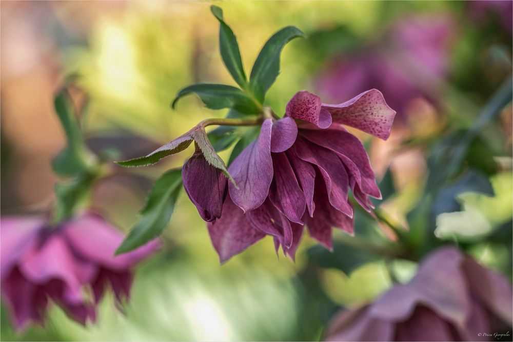 Orientalische Lenzrose - Helleborus x orientalis 'Double Ellen'