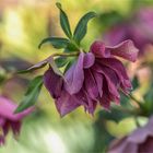 Orientalische Lenzrose - Helleborus x orientalis 'Double Ellen'