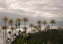 Orientalische Liebesblumen