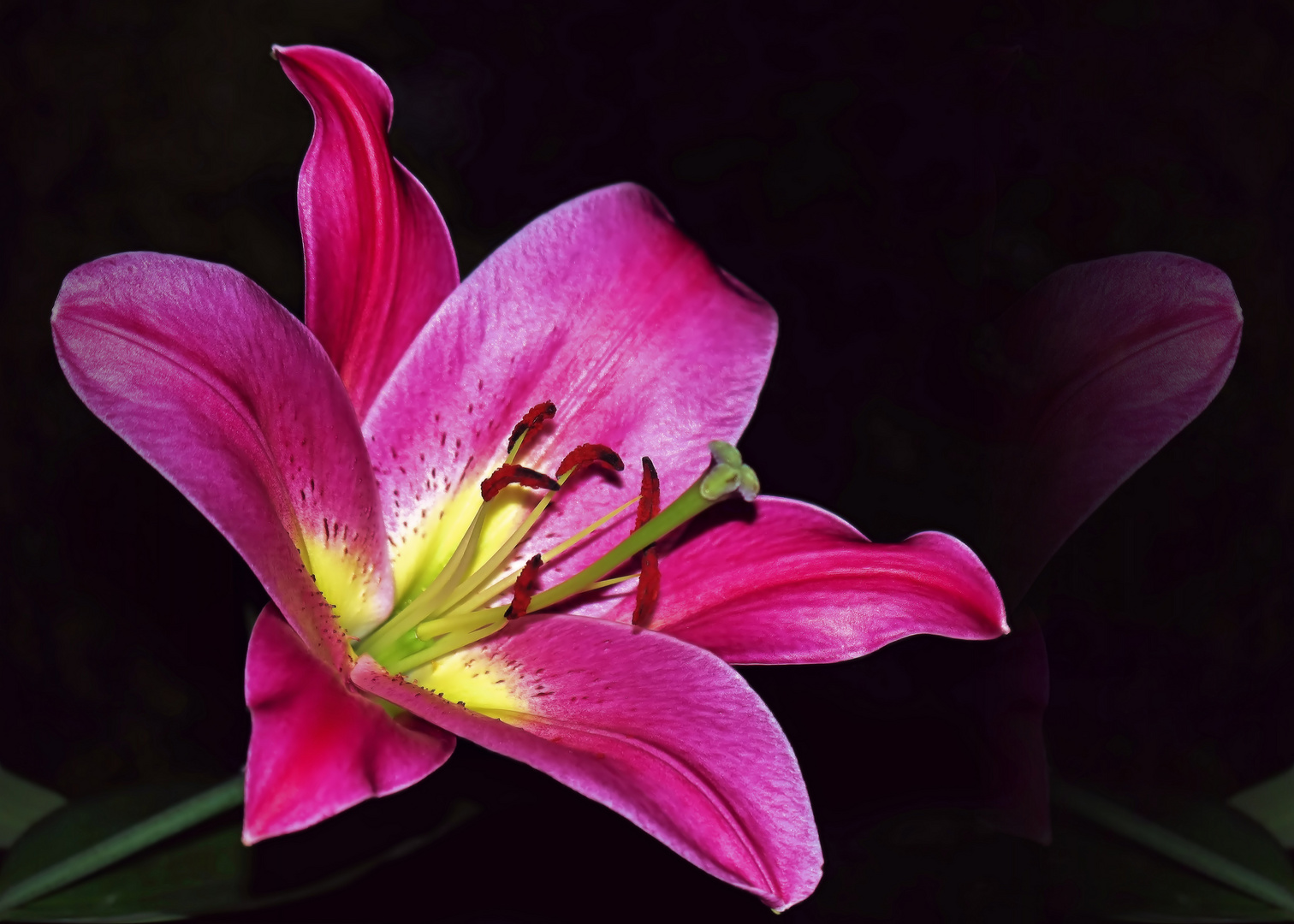 Orientalische Lilie Foto & Bild natur, pflanzen, pilze & flechten