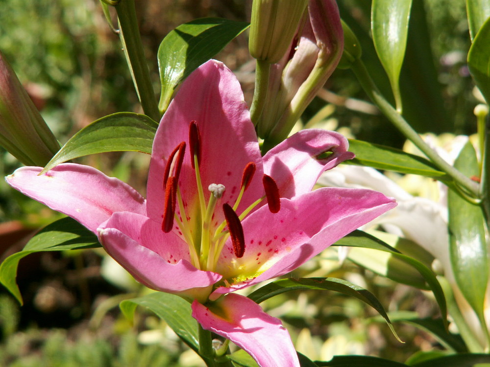 Orientalische Lilien