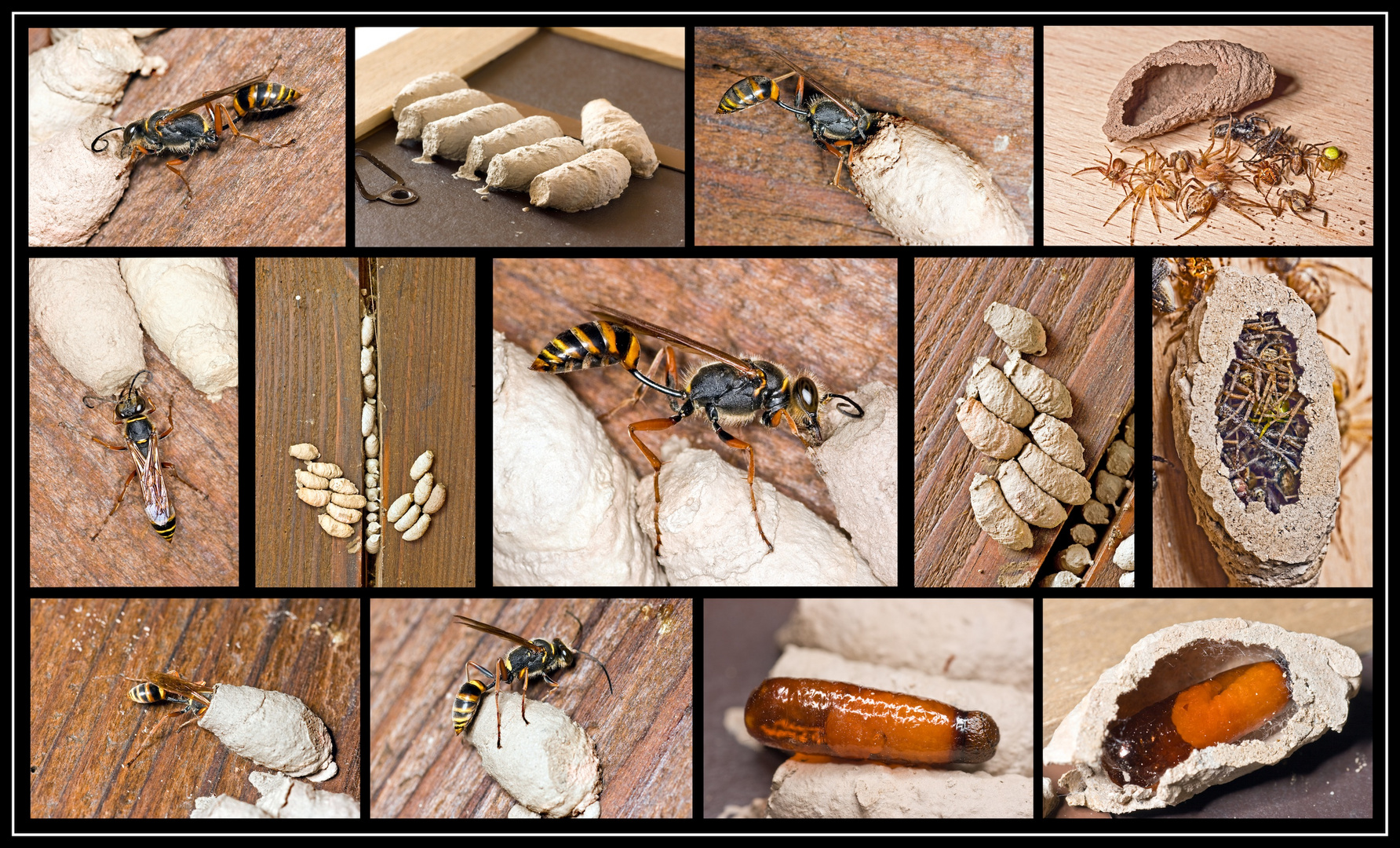 Orientalische Mauerwespe Foto & Bild natur, insekten, tiere Bilder