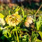 Orientalische Nieswurz Helleborus orientalis