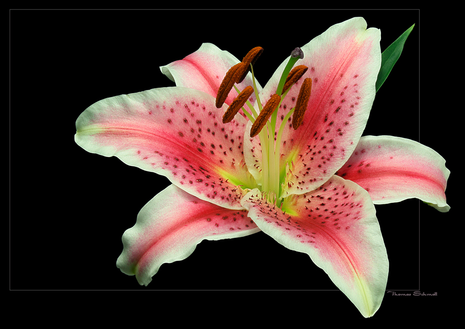 orientalische Prachtlilie (Lilium speciosum)