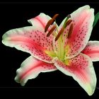 orientalische Prachtlilie (Lilium speciosum)