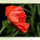 orientalischer Mohn 1