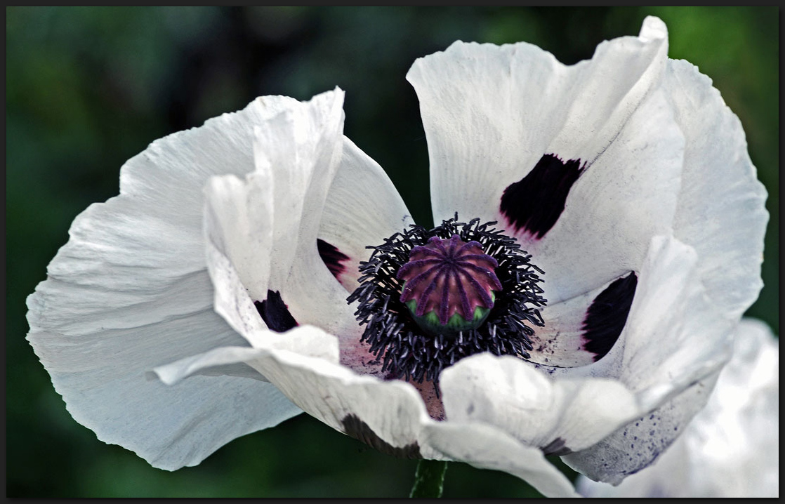 Orientalischer Mohn