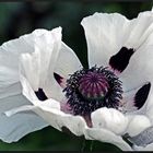 Orientalischer Mohn