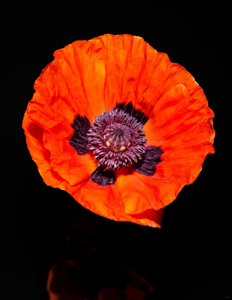 Orientalischer Mohn 22