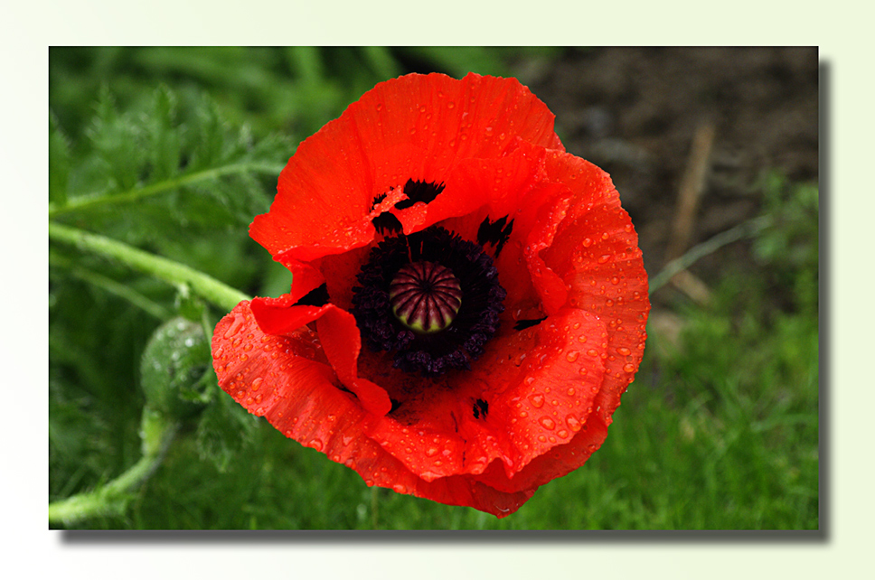 orientalischer Mohn 3