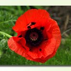 orientalischer Mohn 3