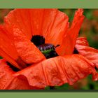 orientalischer Mohn 4