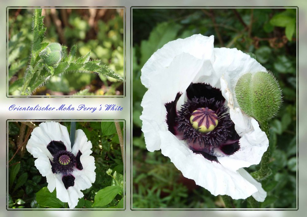 Orientalischer Mohn