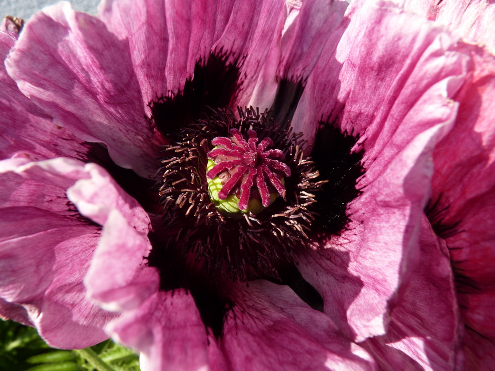 Orientalischer Mohn