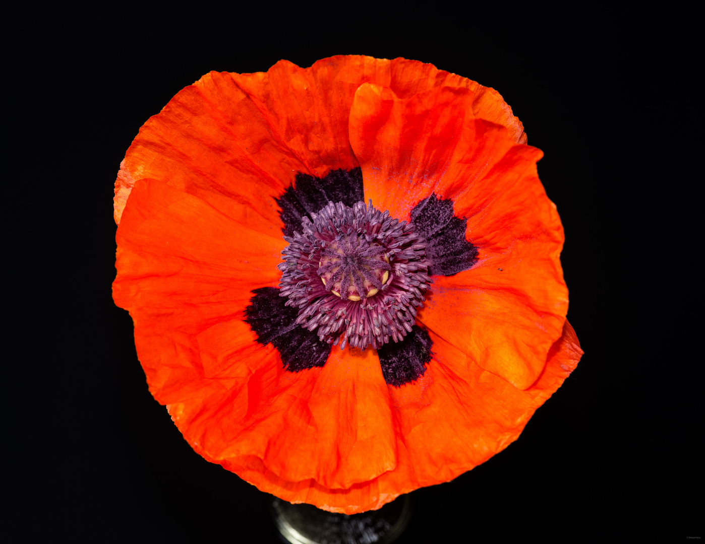 Orientalischer Mohn 54