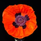 Orientalischer Mohn 54