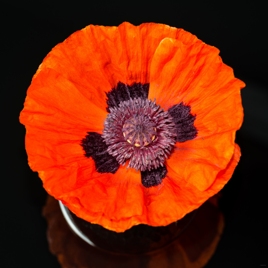 Orientalischer Mohn 72 Foto &amp; Bild | makro, orange, nahaufnahme Bilder ...