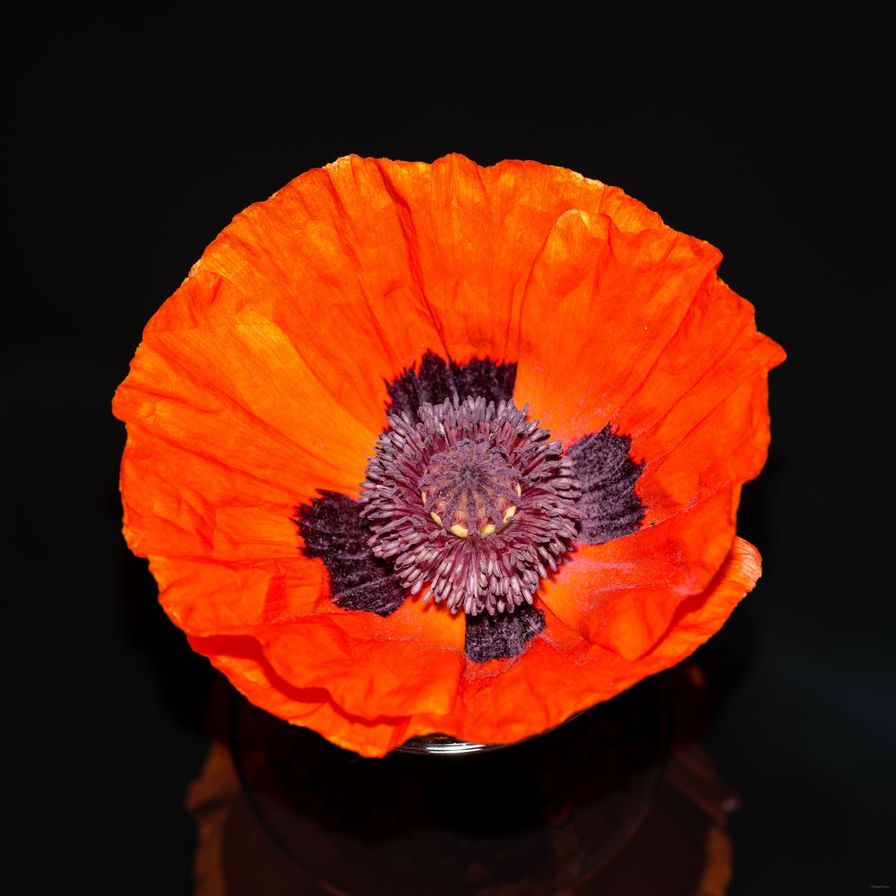 Orientalischer Mohn 75