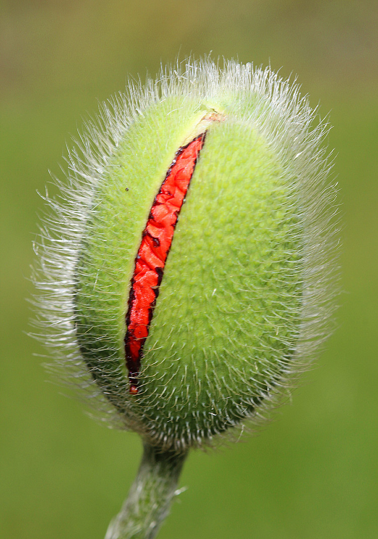 Orientalischer Mohn