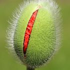 Orientalischer Mohn