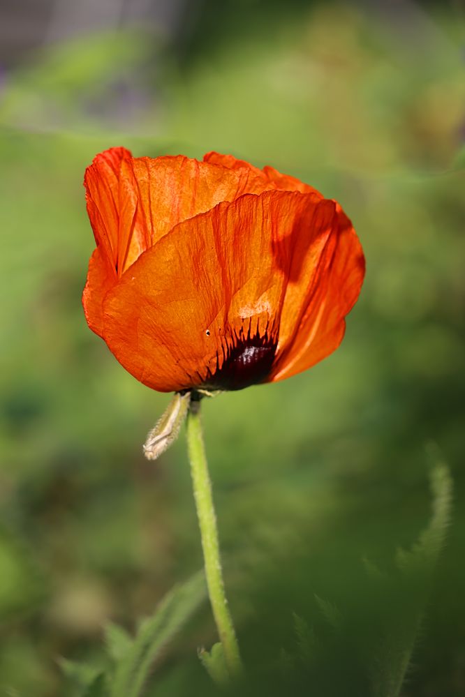 Orientalischer Mohn