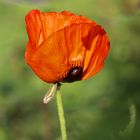 Orientalischer Mohn