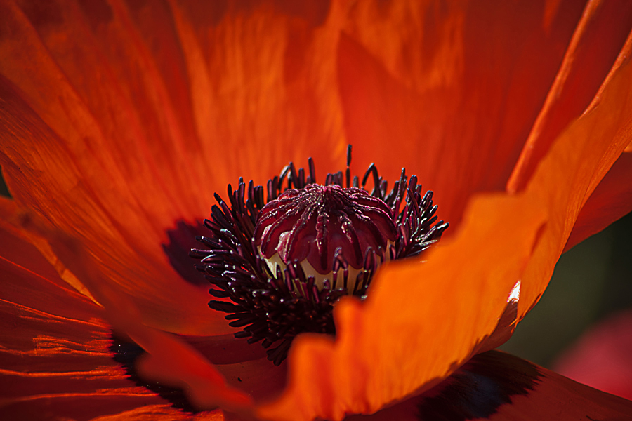 orientalischer Mohn