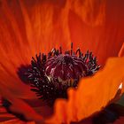 orientalischer Mohn