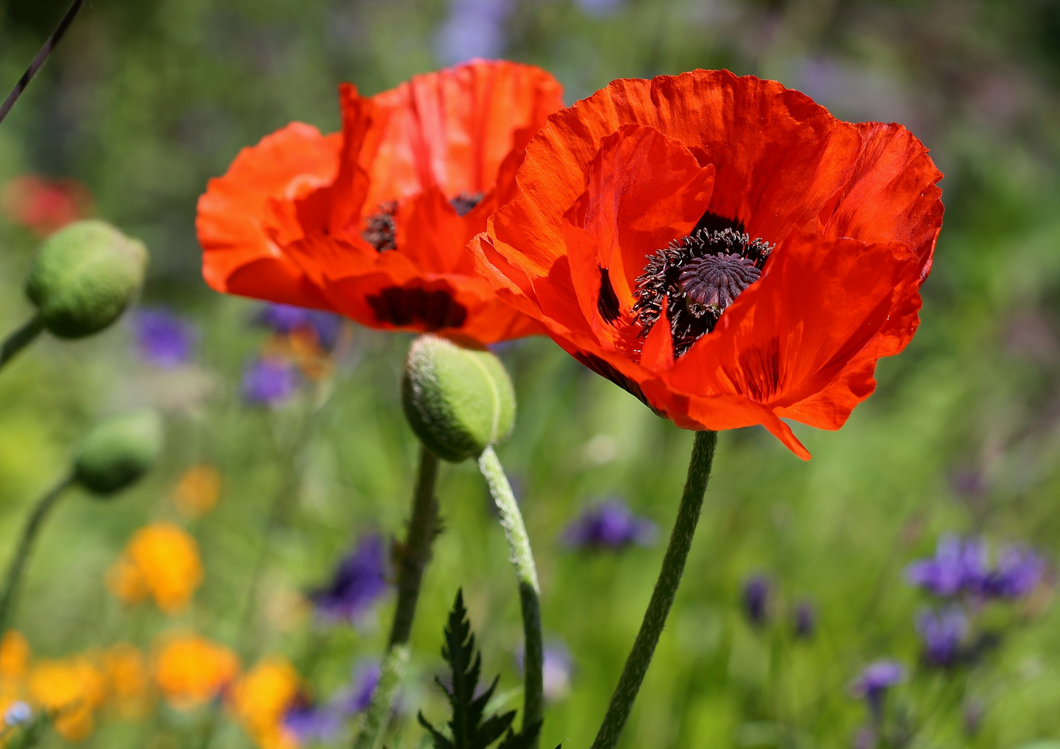 Orientalischer Mohn Foto &amp; Bild | pflanzen, pilze &amp; flechten, blüten ...