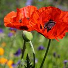 Orientalischer Mohn