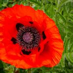 Orientalischer Mohn I