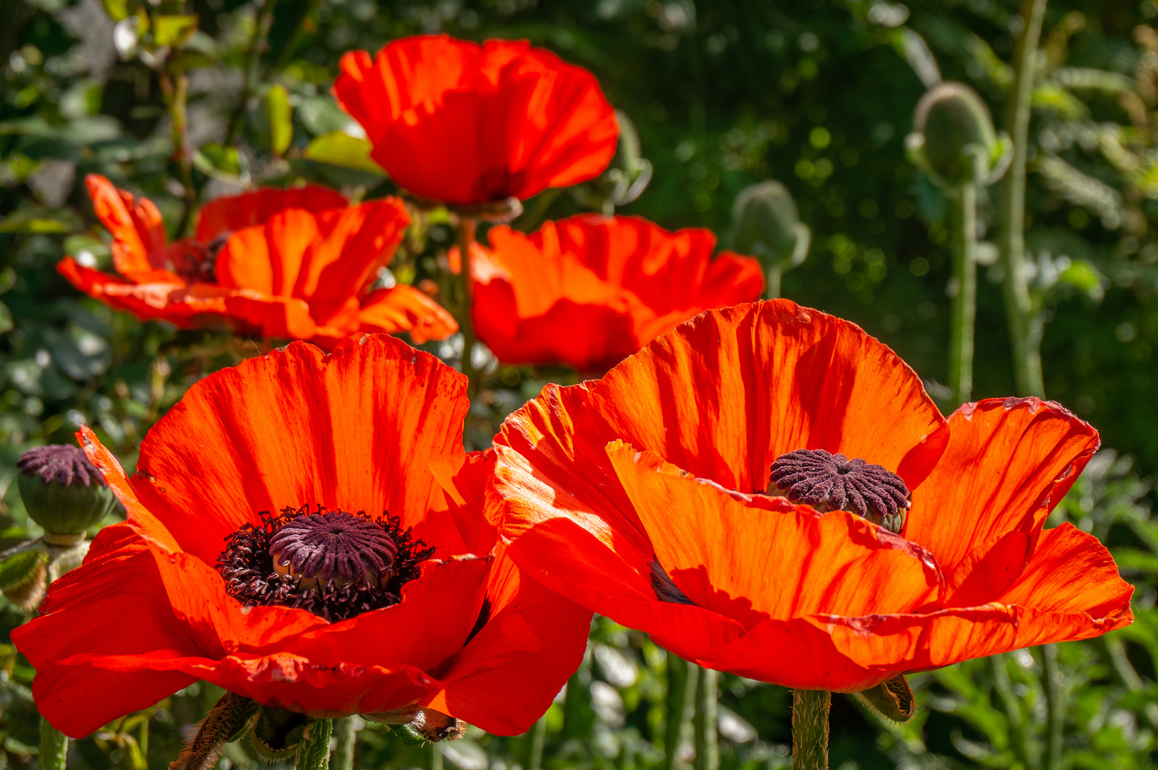 Orientalischer Mohn II