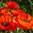 Orientalischer Mohn II