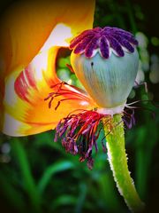 Orientalischer Mohn  -  Oriental poppy